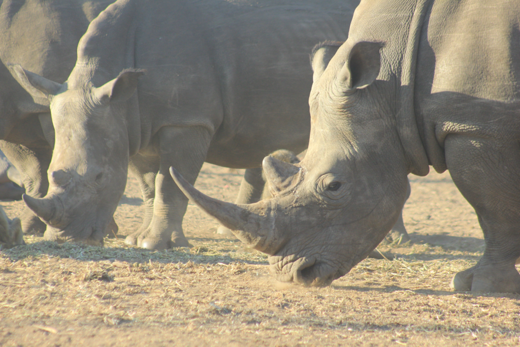 RHINO GAME DRIVE – LIVINGSTONE